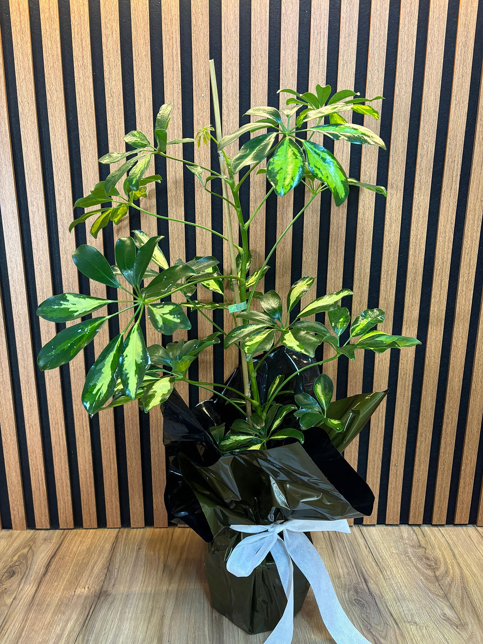 Küçük resim: Şeflera