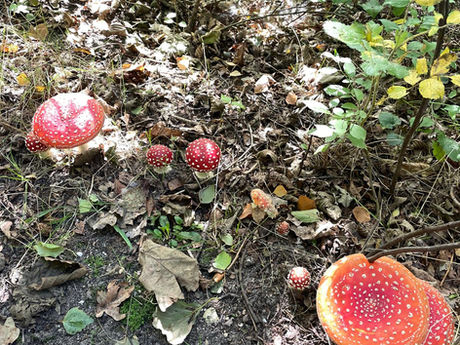 Rondleiding paddenstoelen