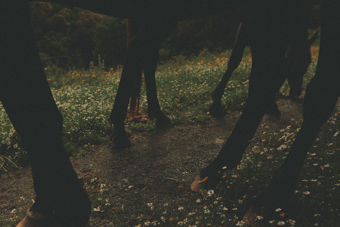 Dark horse legs standing in clover