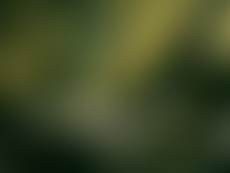 Avoiding Root Rot: What Actually Causes It and How to Prevent It