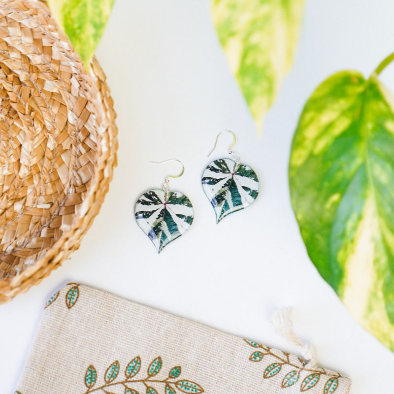 Thumbnail: Variegated sea hibiscus