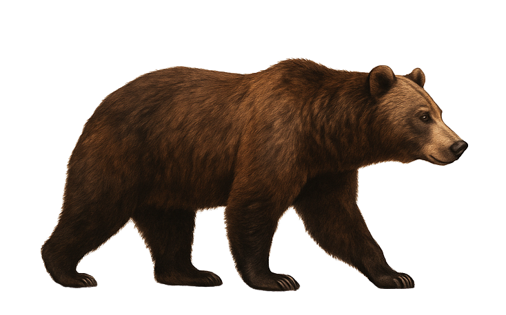 bd5f6331-49d5-485a-9a68-92adfa14a325.png