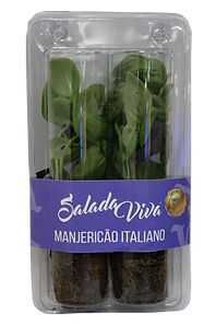 Manjericao Italiano.png