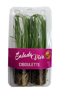 TF CIBOLETTE.jpeg