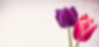closeup-two-colorful-tulip-flowers-isolated-white-background-with-space-your-text (1)_edit
