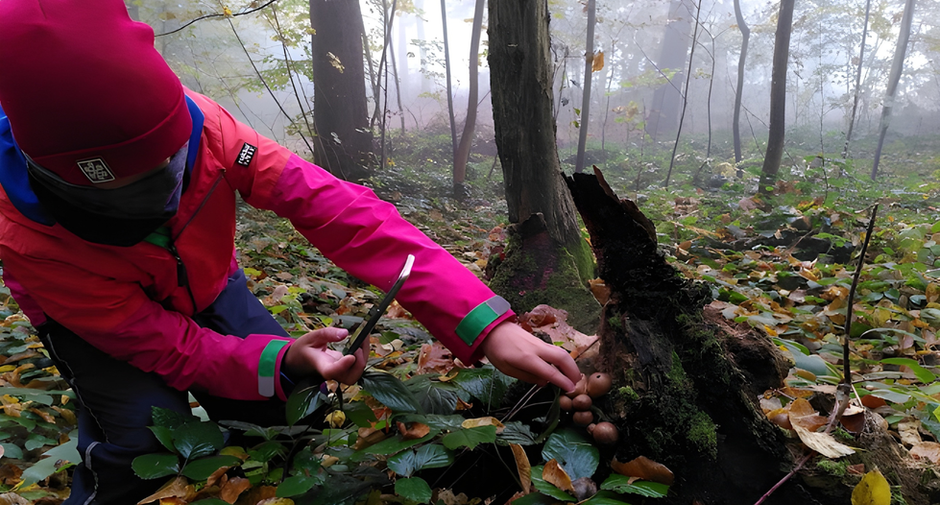 Waldunterricht, Thema: Pilz