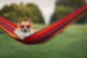 cute corgi dog puppy lies in a hammock with sunglasses on a hot summer day and enjoys rela
