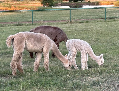 Joe and Mystic Grazing.jpeg