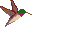 Animated-hummingbird-flying_animated-gif