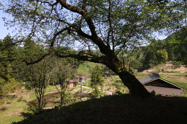 桜の木