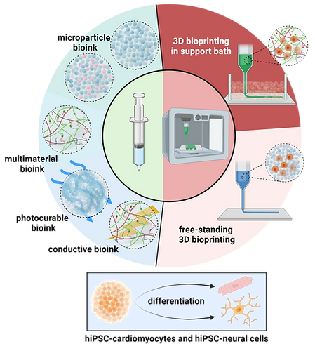 Representation of the whole research activity by Kaveh Roshanbinfar. It shows design and development of microparticulate bioinks, multimaterial bioinks, light activated or photocrosslinkable bioinks, and electrically conductive bioinks. One the left side, two main methods for 3D bioprinting tissues is shown. In support bath printing known as FRESH printing and free stand or in air 3D bioprinting.
at the bottom of the image, it is shown that hiPSCs are differentiated into cardiomyocytes and neural cells.
