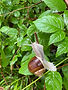 Schnecke im Wald.jpg