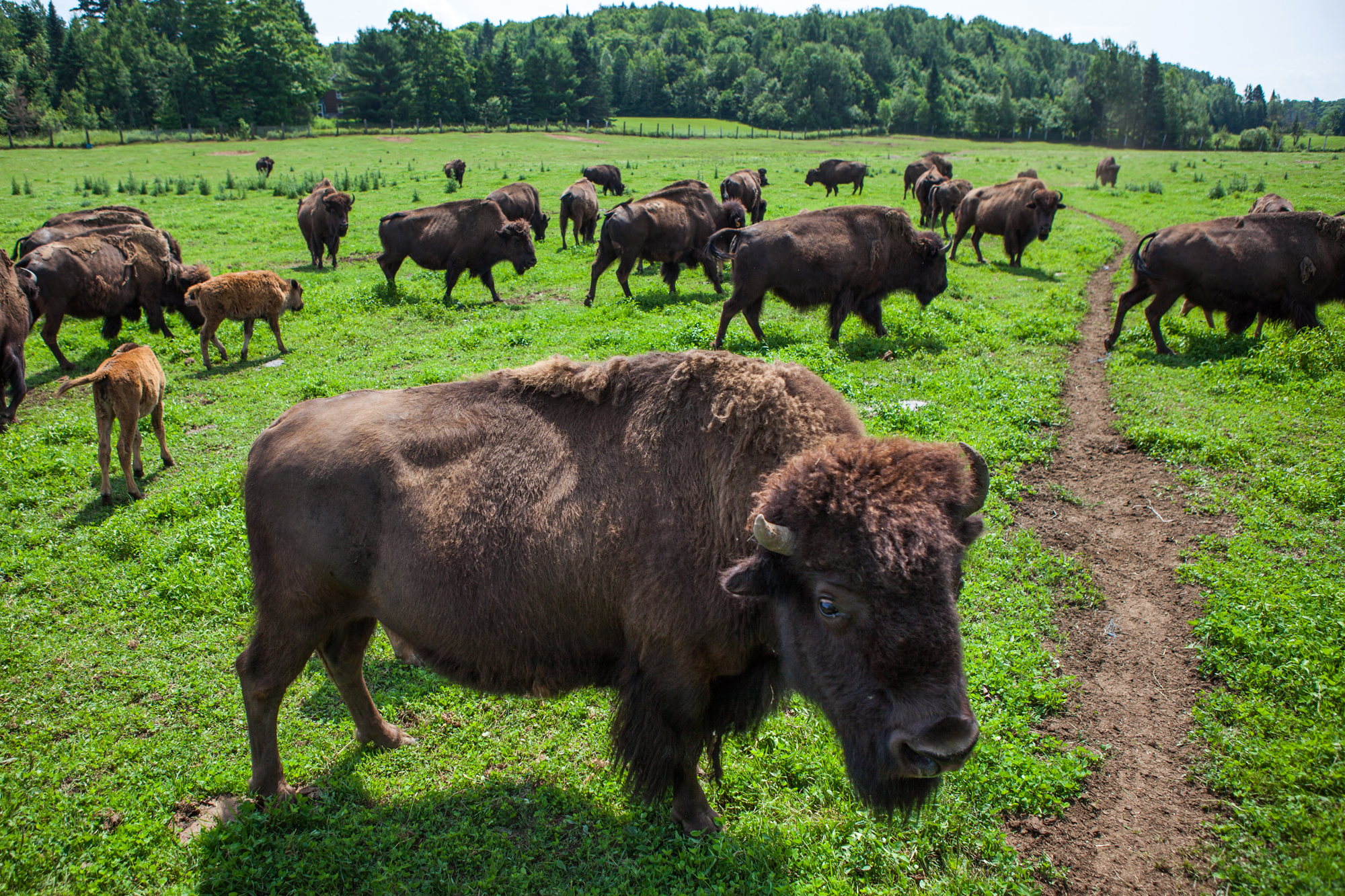 Terre des bisons