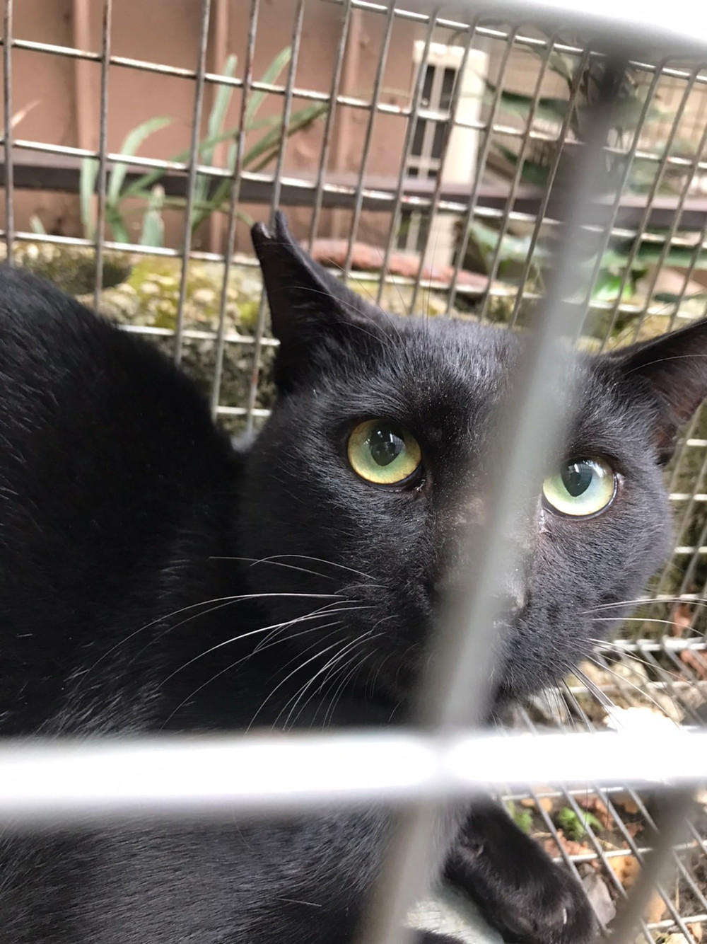 黒猫