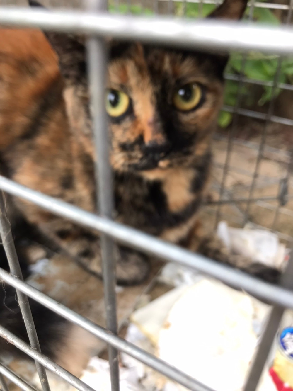 野良猫