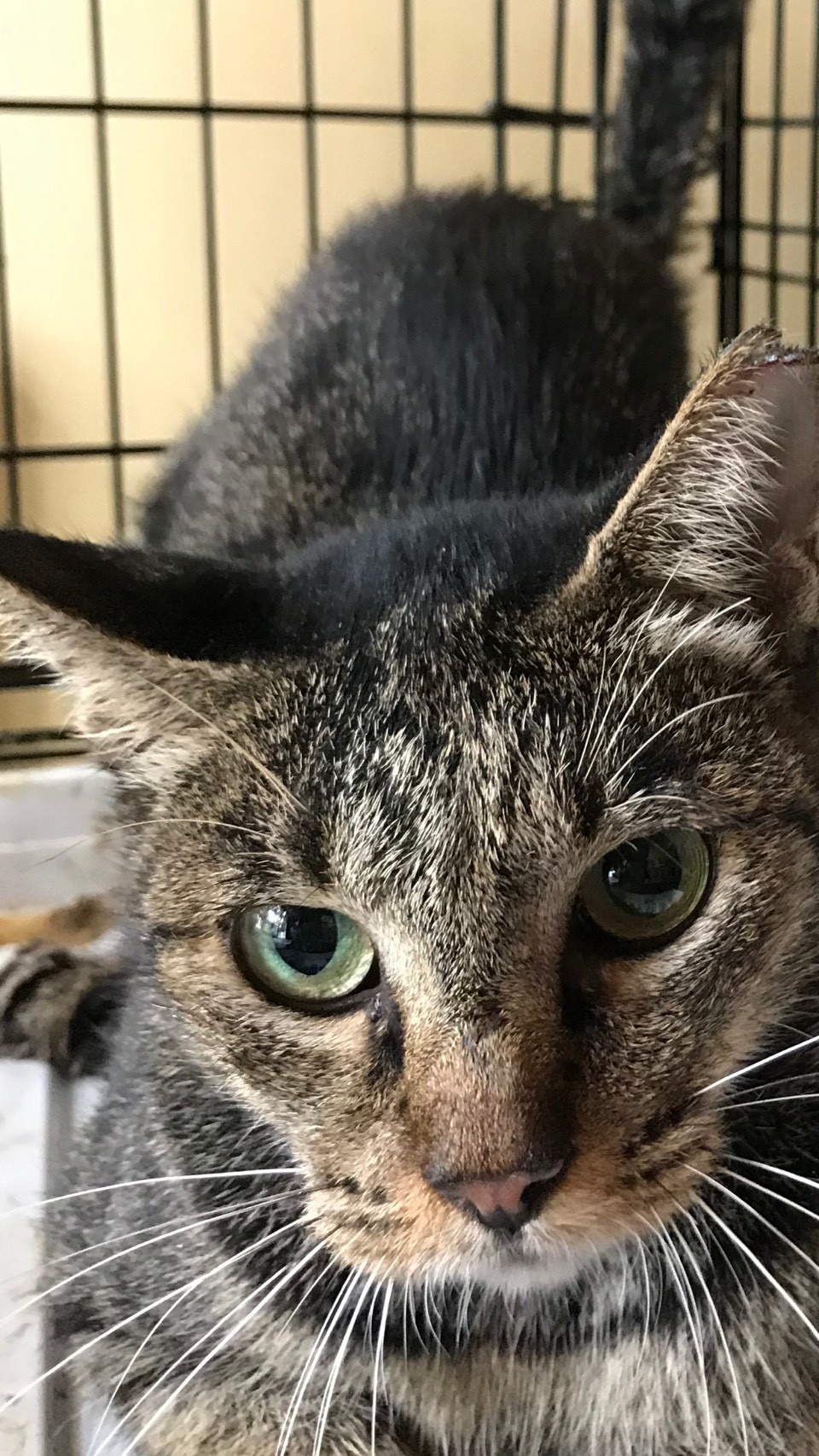 野良猫