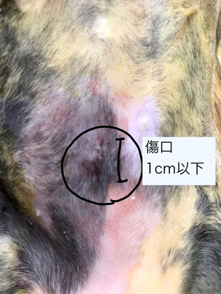 Blog いまい動物病院 Blog いまい動物病院