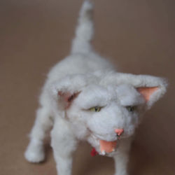 chaton4.jpeg