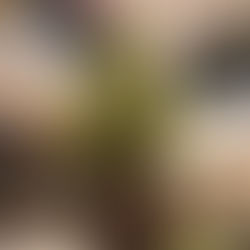 クリスマスマーケット準備中!