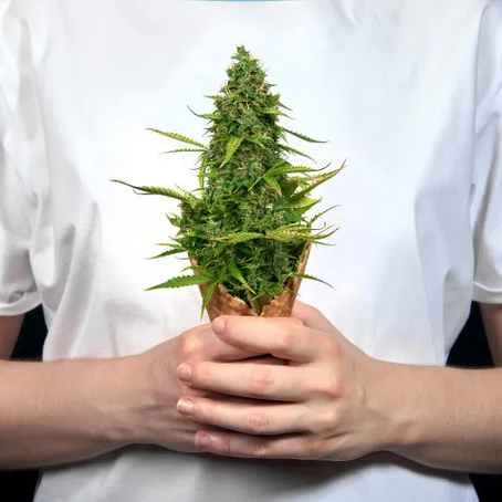 Cannabis Ice Cream Hitting Markets Soon