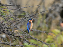 Nauticans Abroad: Cranes, Kingfishers, and Kilometres in South Africa