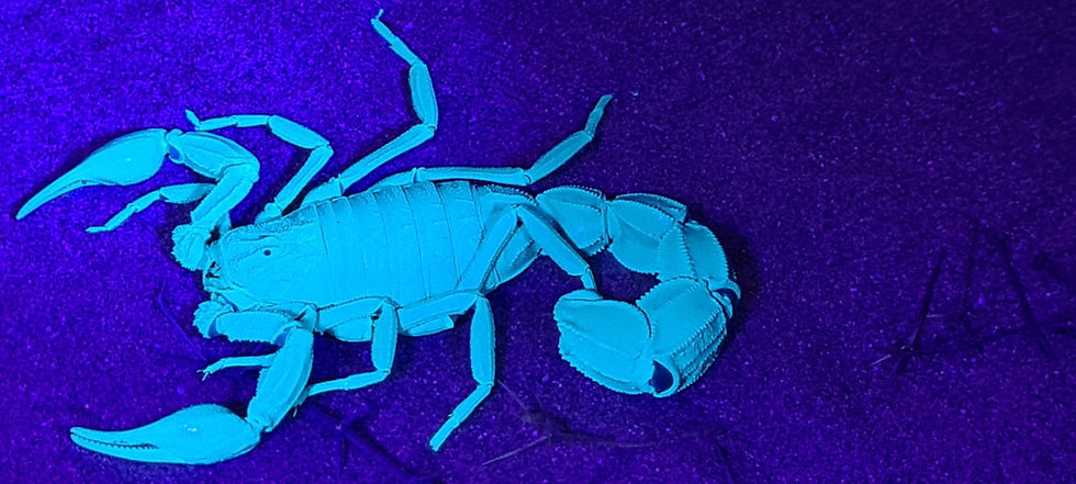 Arabian fat tail, glowing under a UV blacklight, Abu Dhabi. Mattar Al Muhairy, 2024