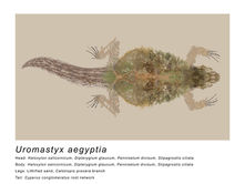 A Collage Tribute to the Spiny-tailed Lizard