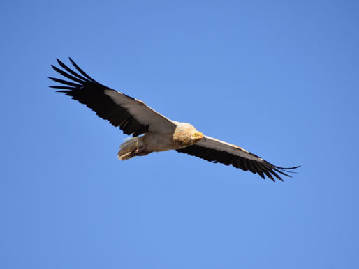 The Egyptian Vulture of Jebel Hafeet