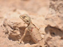 Tuwaiq Agama
