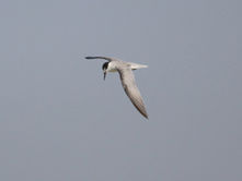 Little Tern