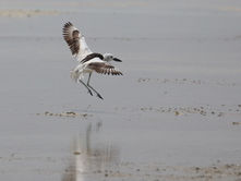 Summer Shorebirds Around the Abu Dhabi Islands