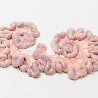 Pork Uterus Intestine
