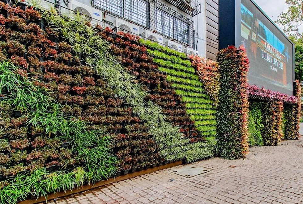 Living Walls Outdoor: Expert Guide to Design, Planting and Maintenance
