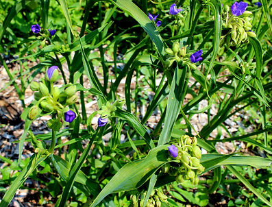 spiderwort1.JPG