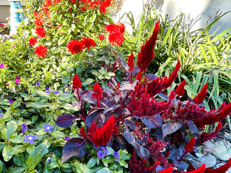 Reminder - Thursday Night - 'Closing Your Summer Garden' Talk