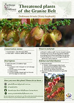 Threatened plants flyer - Dodonaea hirsuta.jpg