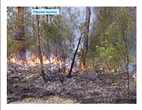Planned burning image.jpg