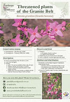 Threatened plants flyer - Boronia granitica.jpg
