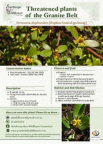 Threatened plants flyer - Persoonia daphnoides.jpg
