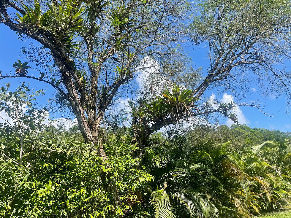 Lush greenery and towering trees under a clear blue sky in the scenic landscape of Membrillo.