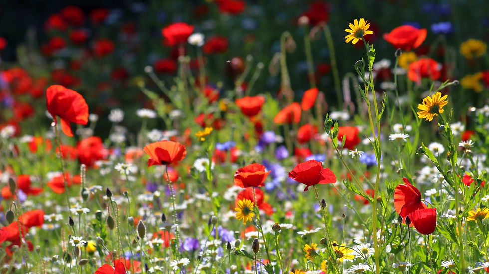 A wildflower meadow in County Durham, England