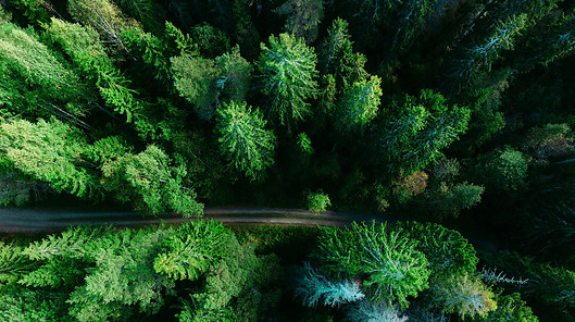 Aerial Pine Trees_edited.jpg