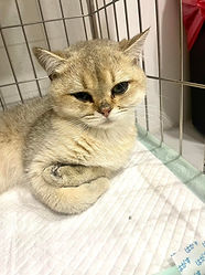 Testimonicals Cat
