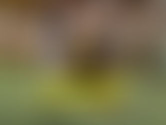 Canarios y dragones se juegan más que tres puntos