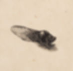 Cigarra