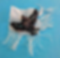 “Passarinho”