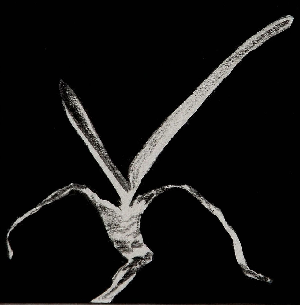 Nota 73, (da série Notas de Rodapé)