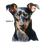 Thumbnail: Manchester Terrier