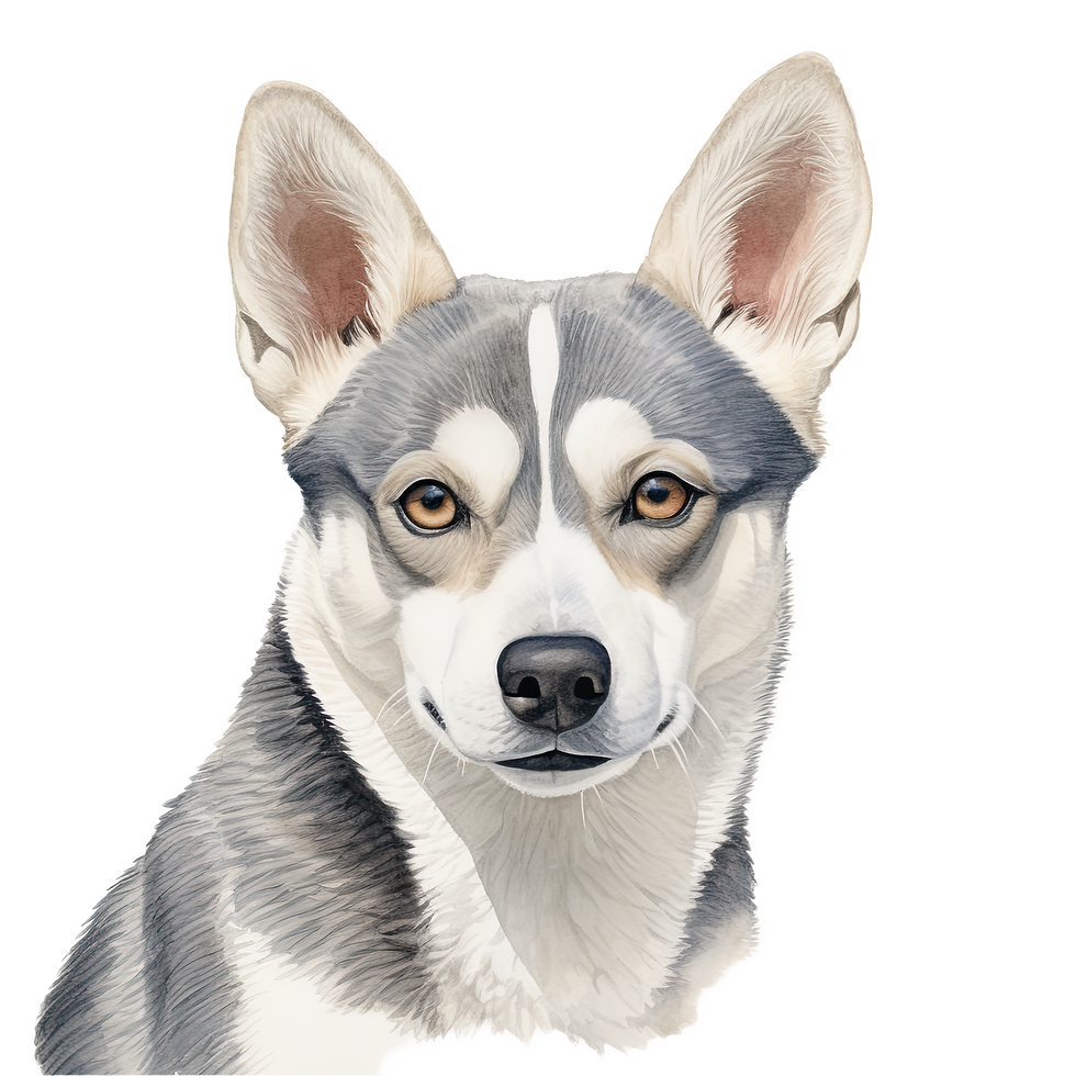 Thumbnail: Alaskan Klee Kai Dog Breed T-Shirt with gray and white dog artwork on white shirt