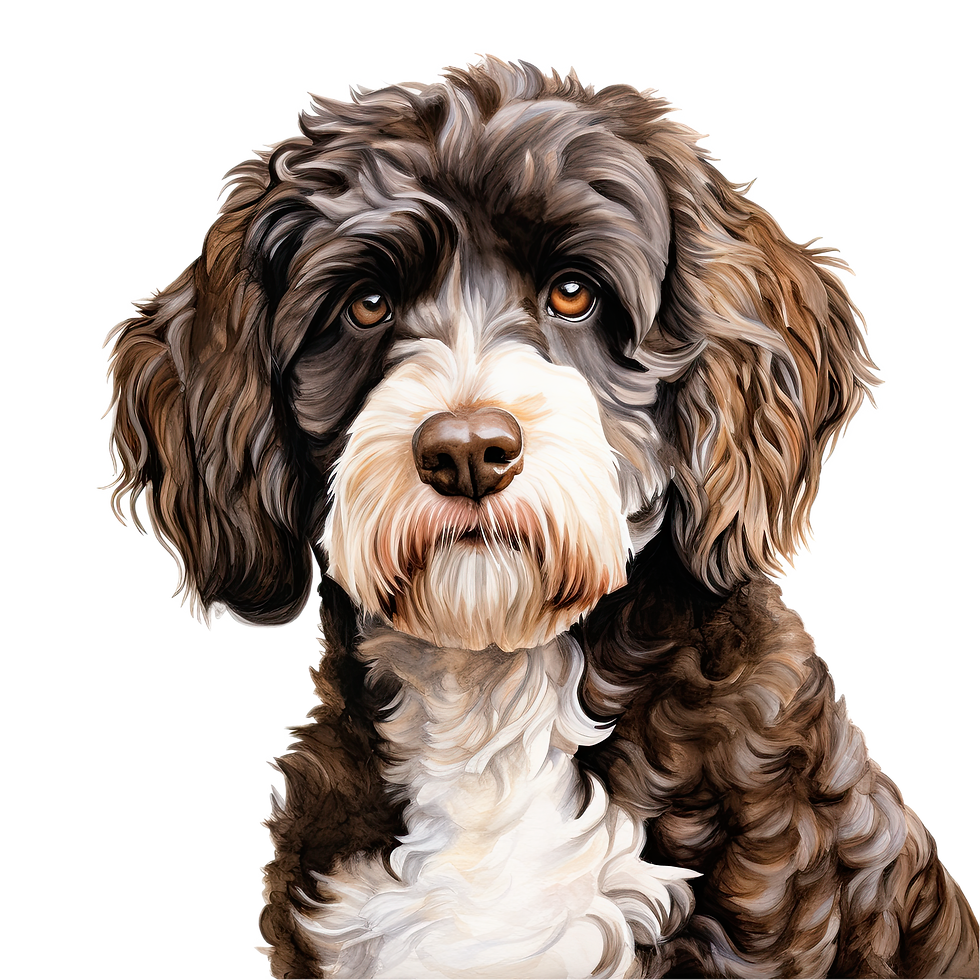 Thumbnail: Portuguese Water Dog Breed T-Shirt featuring a brown curly-haired dog portrait with personalized pet name